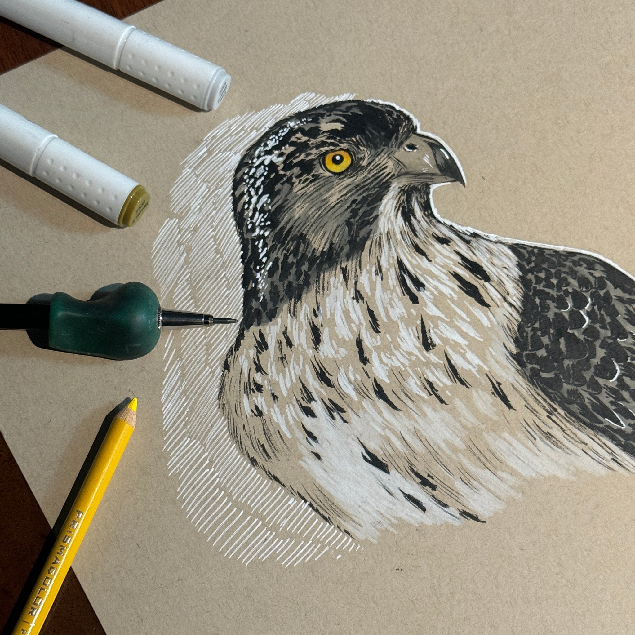 Hawk Study