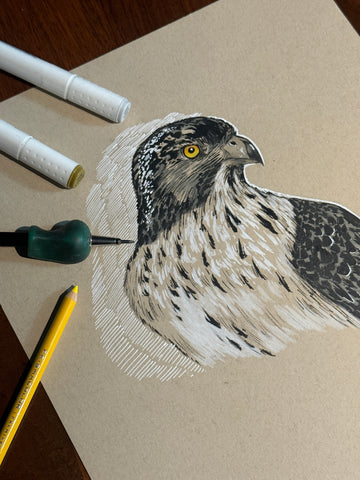 Hawk Study